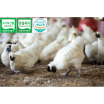 <부화용> [[[농림식품부 표창 수상]]] 유기축산물인증(organic) 동물복지인증 백봉오골계 종란 <부화용>, 계란 100개” class=”wr-img”></a></div>
</div>
</div>
</div>
<div class=