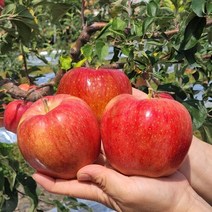 껍질째먹는 햇사과 가정용 선물용 못난이 흠집 꿀사과, 못난이8kg(혼합)