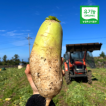 제주 농업기술명인이 직접재배한 친환경 유기농 무 3kg 5kg 제주 햇 김장무, 유기농 무 5개(개당/750-950g)