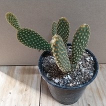 인플랜츠팜 황도선 선인장 군생토끼선인장 황금선인장