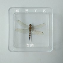 조각품 곤충 표본 나비 진짜 잠자리 사마귀 스페이드 갑옷 투명 상자 홈 액세서리, 03 4