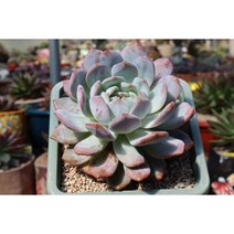 오렌지먼로대품 다육이화분 선인장 키우기쉬운 다육식물