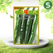 솔림텃밭몰 고추씨앗 100립 따고또따고 과일풋고추씨앗 풋고추