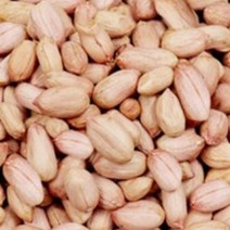 천국의 텃밭 국산 땅콩 곡물 콩류 씨 종자 품종 식물 씨앗 20g