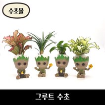 [수초몰] 미니 그루트 수초 / 초보수초 구피 어항, 미니그루트+화이트스타