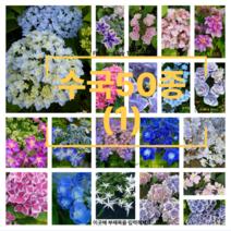 수국50종(01) 원예수국 꽃수국 월동수국 정원수국 지속개화수국 나무꽃, 9)우타아와세