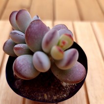 방울복랑 키우기 붉고 예쁜 다육15 랜덤, 단품