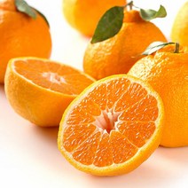 [제주애귤] 달콤한 서귀포 레드향, 3kg 대과(8-14과)