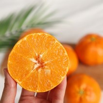 제주 레드향 3kg 제철 제주도레드향 선물 세트 진맛깔