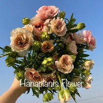 (하나플란츠) 생화 버터플라이 라넌귤러스 한단 온라인꽃도매 농장 직송 택배 (도착예정일은 따로 문의), 살몬