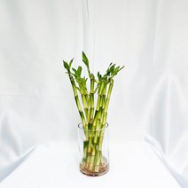 개운죽 10cm~50cm 행운목 개운죽 키우기 수경재배 공기정화식물 학습재료, 개운죽 30cm(10개)