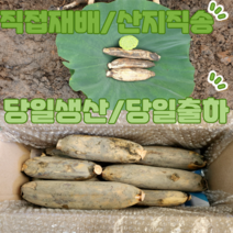 [가족연근] 국내산 생연근 대구반야월 농협작목반 연근(특) 3kg 햇연근, 햇연근(특) 3kg