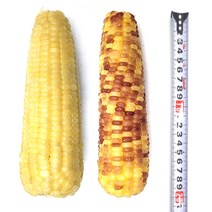 [프레시퍼스트] 특대 홍찰 백찰 반반 삶은 찐 찰옥수수 빅사이즈 20cm내외, 특대홍찰 16개 +특대백찰 16개