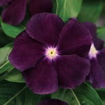 일일초 타투 모든컬러(종자 꽃씨앗 / 10립)Vinca Tattoo, 블랙베리