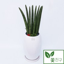 꽃친구 스투키 개업 축하 인테리어 화분 공기정화식물 전국 당일배송