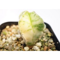 은사난봉옥금 실생 -0814 아프리카식물 다육식물 미니식물 소형식물 키우기좋은식물 키우기쉬운식물 코노피튬 귀여운식물 리톱스 희귀한식물 테라리움 다육이DIY 에이플랜트, 1개