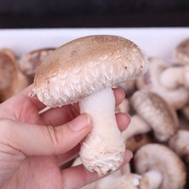 윤플러스 송화고 버섯 송화 송고 육삼고 1kg, 1박스, 가정용 1kg