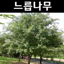 느릅나무 실생2년(뿌리) 5개/나무 묘목/활엽수/정원용
