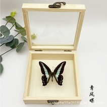 동상 조각상 실제 나비 표본 디스플레이 어린이 교육용 무대 과학 생일 선물, 12.18