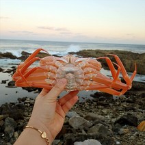 자연맛남 [신선담다] 산지직송 자숙 홍게 3kg 10-12미(박달급/수율80-90%), 1