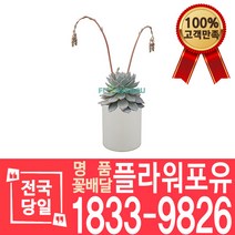 파랑새 다육 선인장 개업화분 대형 전자파차단 꽃배달 화분배달 이사선물 축하선물
