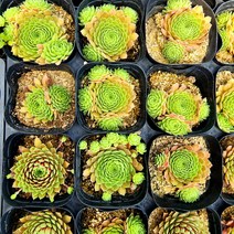 꽃나무팜 (5개한세트) 하베러보이바위솔 월동다육이 국민다육 반려식물 선별배송 다육이키우기