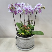 루아데코 퀵 배송 서양란 취임축하문구 퇴임식축하문구 전시회축하문구 송파서양난, 5.보라