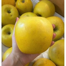 시나노 골드 스위트 사과 황금사과 노란사과 3kg 5kg 10kg 2kg, 5kg (정품 e.중대과 14과 내외)
