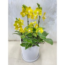 퀵 배송 승진축하 승진축하화분 승진축하난 승진축하서양난 서울 경기 퀵무료배송, 2.핑크