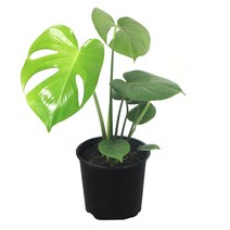 몬스테라 (중) 공기정화 수경 재배 미세먼지 실내 식물, 몬스테라(중)