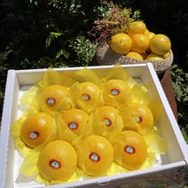 청정제주 고당도 황금향 제철과일 산지직송 가정용 선물용 추석선물 3kg 5kg, 5kg 선물용, 1개