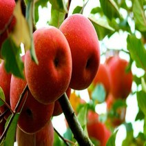 청송꿀사과 10kg, 1개