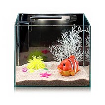 핑크오션 구피세트 (소)