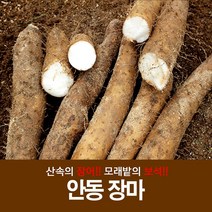 영양 가득한 뮤신 듬뿍 산지에서 드리는 안동마 산마 장마 생마 마, 중품장마 5kg, 1개