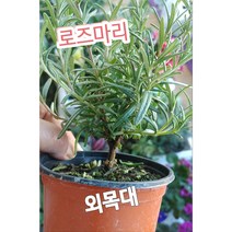 로즈마리-외목대/꽃말 나를 잊지말아주세요