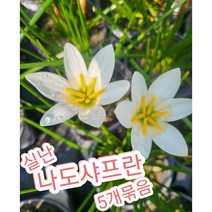 실난-나도샤프란 5개 10개/꽃말은 즐거움 지나간 행복