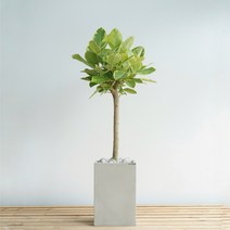 개업화분 대형 벤자민 빈티지그레이사각화분 거실 공기정화식물, 추가+3천원, 기본서랍식