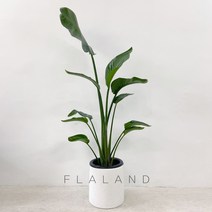 플라랜드 공기정화식물 대형 여인초 극락조 테라조 화분, 1개, 극락조-테라조(서랍형받침블랙)