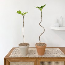 황칠나무 묘목 중품 토분 공기정화식물, S자 수형, 디그리아 이태리모카 + 토분받침