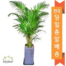 고급 대형화분 개업 축하 화분 전국 당일배송, 06. 아레카야자