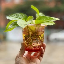 아쿠아그린 플랜터 - Short (회색/살구색), 살구색