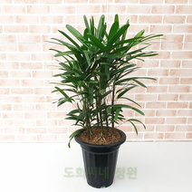 도희씨네 정원>> 대나무 닮은 고전적인 관음죽 모듬대형 330″ class=”wr-img”></a></div></p></div></p></div></p></div><div class=