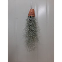 토분 수염 틸란드시아/인테리어인기, 1개