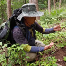 지리산뱀사골농원 산양삼 장뇌삼 5년근 8년근 12년근, 8~9년근 8뿌리