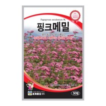 모칸도 세계종묘 꽃씨앗 핑크메밀 50립