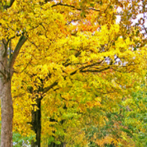 묘목 노랑 슈가메이플(설탕단풍) 포트묘70Cm이상/3주 OC1259