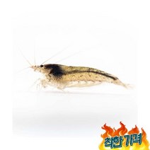 관상용 애완야마토 새우 키우기