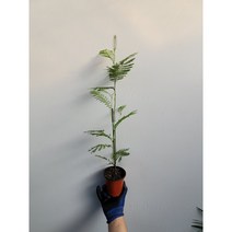 달바타아카시아 소품 야생화 수입야생화 20-55cm 149, 1개