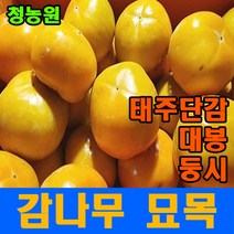 (청농원) 감나무 1년생포트묘 태추 . 대봉 . 둥시 포트묘 2주, 대봉1년생 6인치포트묘2주