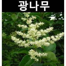 광나무 키1~1.2m 1개/나무 묘목/상록수/조경용
